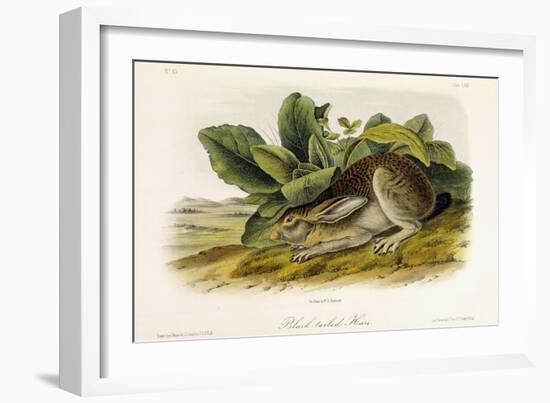 Black-Tailed Hare, C.1849-1854-John Woodhouse Audubon-Framed Giclee Print