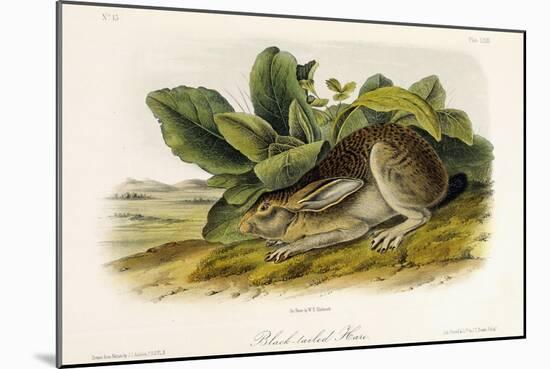 Black-Tailed Hare, C.1849-1854-John Woodhouse Audubon-Mounted Giclee Print