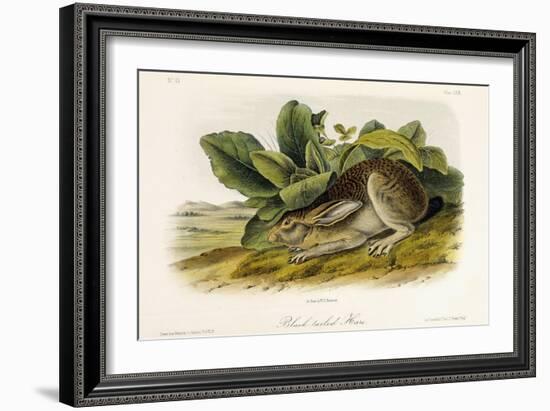 Black-Tailed Hare, C.1849-1854-John Woodhouse Audubon-Framed Giclee Print