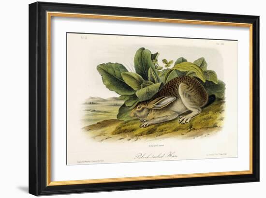 Black-Tailed Hare, C.1849-1854-John Woodhouse Audubon-Framed Giclee Print