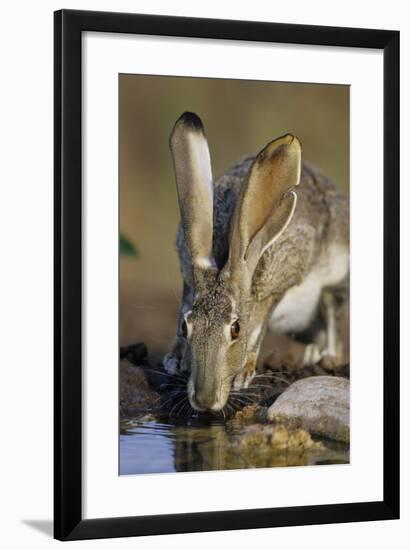 Black-Tailed Jack Rabbit Drinking at Water Starr County, Texas-Richard and Susan Day-Framed Photographic Print