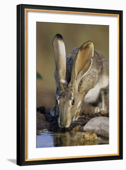 Black-Tailed Jack Rabbit Drinking at Water Starr County, Texas-Richard and Susan Day-Framed Photographic Print