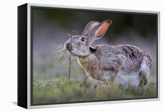 Black-tailed jackrabbit feeding on leaves, Texas, USA-Karine Aigner-Framed Premier Image Canvas