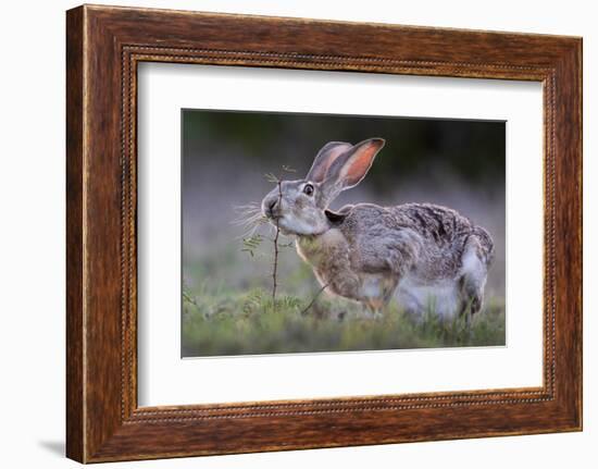 Black-tailed jackrabbit feeding on leaves, Texas, USA-Karine Aigner-Framed Photographic Print