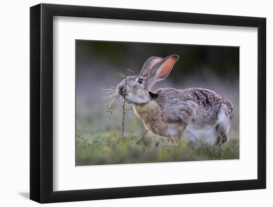 Black-tailed jackrabbit feeding on leaves, Texas, USA-Karine Aigner-Framed Photographic Print