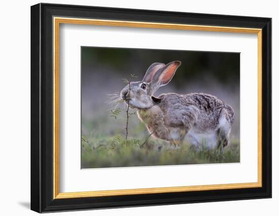 Black-tailed jackrabbit feeding on leaves, Texas, USA-Karine Aigner-Framed Photographic Print