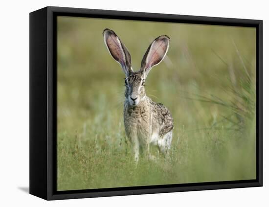 Black-tailed jackrabbit, Lepus californicus, Welder Flats, Texas-Maresa Pryor-Framed Premier Image Canvas