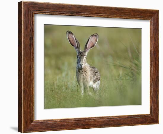 Black-tailed jackrabbit, Lepus californicus, Welder Flats, Texas-Maresa Pryor-Framed Photographic Print