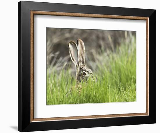 Black-tailed jackrabbit, Malheur National Wildlife Refuge, Oregon.-William Sutton-Framed Photographic Print