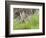 Black-tailed jackrabbit, Malheur National Wildlife Refuge, Oregon.-William Sutton-Framed Photographic Print