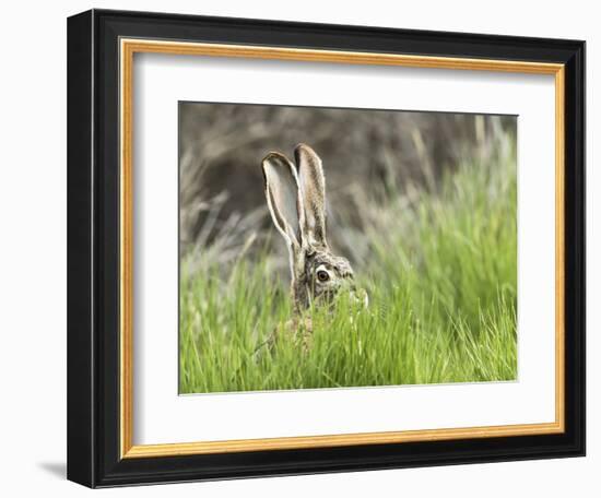 Black-tailed jackrabbit, Malheur National Wildlife Refuge, Oregon.-William Sutton-Framed Photographic Print