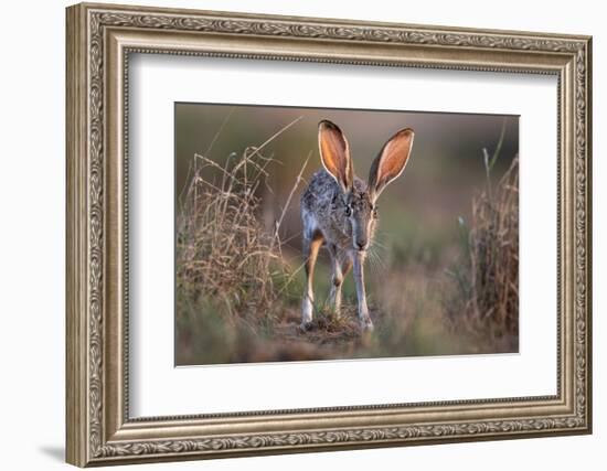 Black-tailed jackrabbit running through grassland, Texas, USA-Karine Aigner-Framed Photographic Print