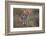 Black-tailed jackrabbit running through grassland, Texas, USA-Karine Aigner-Framed Photographic Print