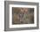 Black-tailed jackrabbit running through grassland, Texas, USA-Karine Aigner-Framed Photographic Print