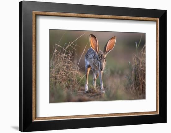 Black-tailed jackrabbit running through grassland, Texas, USA-Karine Aigner-Framed Photographic Print