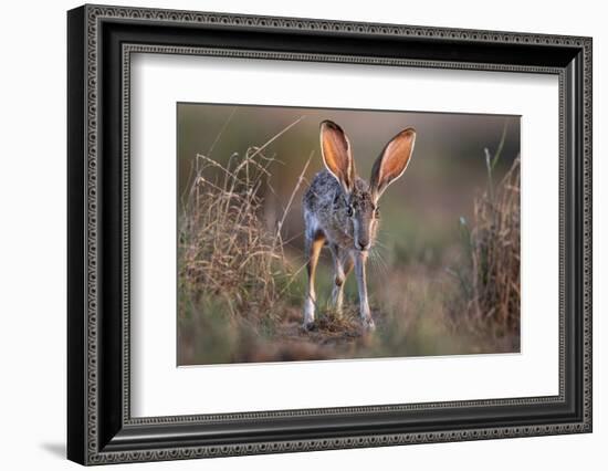 Black-tailed jackrabbit running through grassland, Texas, USA-Karine Aigner-Framed Photographic Print