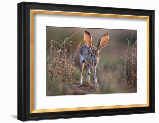 Black-tailed jackrabbit running through grassland, Texas, USA-Karine Aigner-Framed Photographic Print