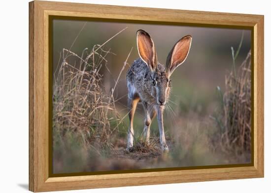 Black-tailed jackrabbit running through grassland, Texas, USA-Karine Aigner-Framed Premier Image Canvas