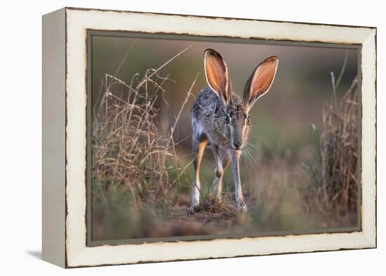 Black-tailed jackrabbit running through grassland, Texas, USA-Karine Aigner-Framed Premier Image Canvas