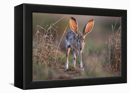 Black-tailed jackrabbit running through grassland, Texas, USA-Karine Aigner-Framed Premier Image Canvas