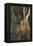 Black-Tailed Jackrabbit Wildlife, USA-Gerry Reynolds-Framed Premier Image Canvas