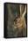 Black-Tailed Jackrabbit Wildlife, USA-Gerry Reynolds-Framed Premier Image Canvas