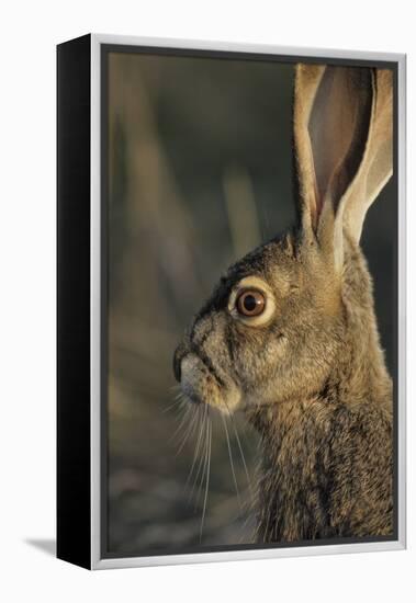 Black-Tailed Jackrabbit Wildlife, USA-Gerry Reynolds-Framed Premier Image Canvas