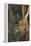 Black-Tailed Jackrabbit Wildlife, USA-Gerry Reynolds-Framed Premier Image Canvas