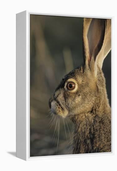 Black-Tailed Jackrabbit Wildlife, USA-Gerry Reynolds-Framed Premier Image Canvas