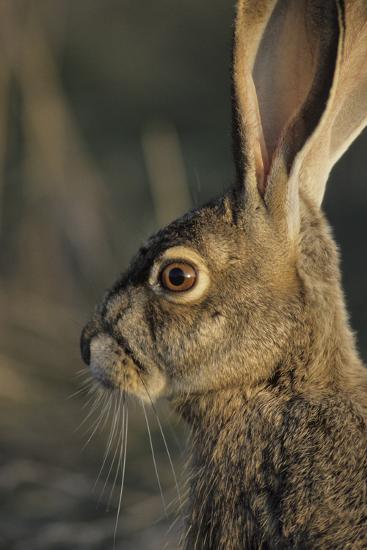 Jack Rabbit Usa >> Black Tailed Jackrabbit Wildlife Usa Photographic Print By Gerry Reynolds Art Com Jack Rabbit Usa >> Black Tailed Jackrabbit Wildlife Usa Photographic Print By Gerry Reynolds Art Com