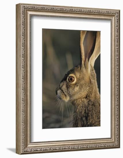 Black-Tailed Jackrabbit Wildlife, USA-Gerry Reynolds-Framed Photographic Print