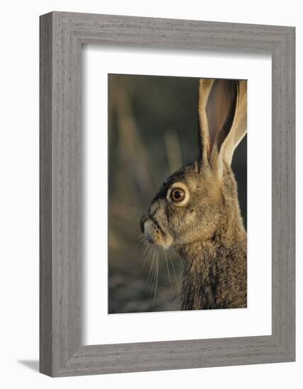 Black-Tailed Jackrabbit Wildlife, USA-Gerry Reynolds-Framed Photographic Print