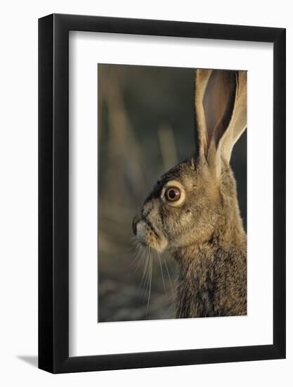 Black-Tailed Jackrabbit Wildlife, USA-Gerry Reynolds-Framed Photographic Print