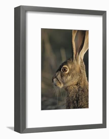 Black-Tailed Jackrabbit Wildlife, USA-Gerry Reynolds-Framed Photographic Print
