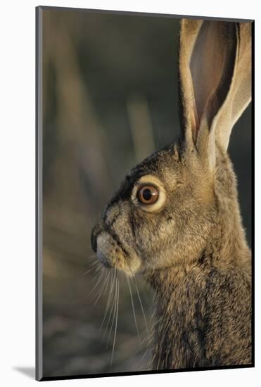 Black-Tailed Jackrabbit Wildlife, USA-Gerry Reynolds-Mounted Photographic Print