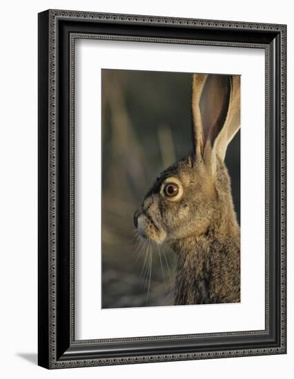 Black-Tailed Jackrabbit Wildlife, USA-Gerry Reynolds-Framed Photographic Print