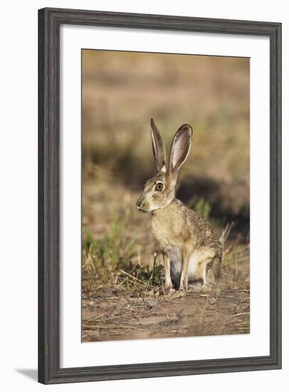 Black-Tailed Jackrabbit-null-Framed Photographic Print