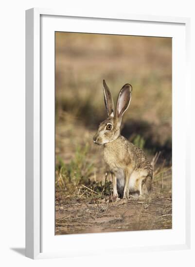 Black-Tailed Jackrabbit-null-Framed Photographic Print