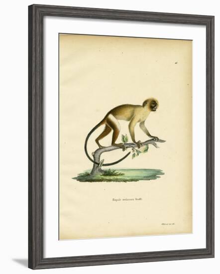 Black-Tailed Marmoset-null-Framed Giclee Print