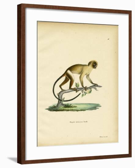 Black-Tailed Marmoset-null-Framed Giclee Print