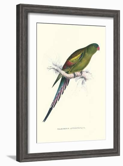 Black Tailed Parakeet(Female) - Polypelis Anthopeplus-Edward Lear-Framed Art Print