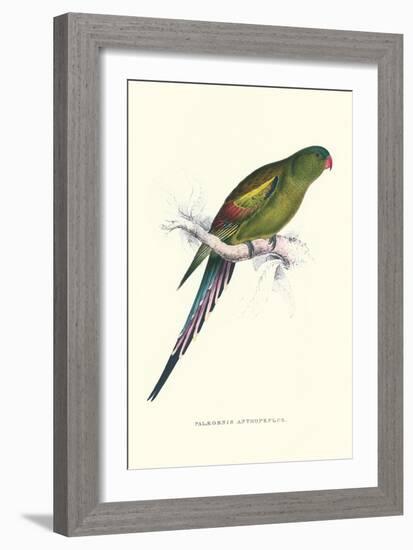 Black Tailed Parakeet(Female) - Polypelis Anthopeplus-Edward Lear-Framed Art Print