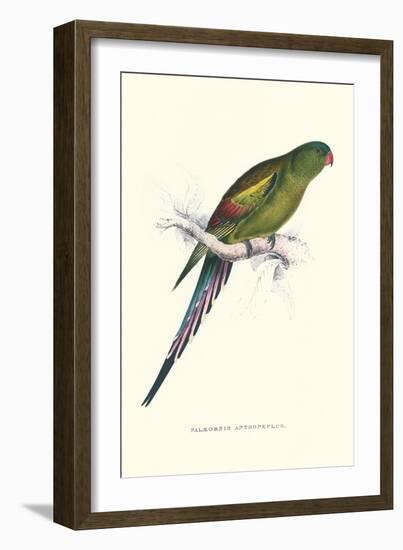 Black Tailed Parakeet(Female) - Polypelis Anthopeplus-Edward Lear-Framed Art Print