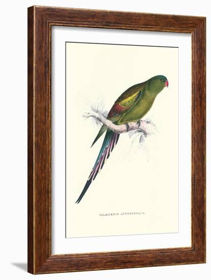 Black Tailed Parakeet(Female) - Polypelis Anthopeplus-Edward Lear-Framed Art Print