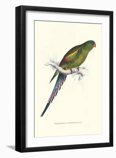 Black Tailed Parakeet(Female) - Polypelis Anthopeplus-Edward Lear-Framed Art Print