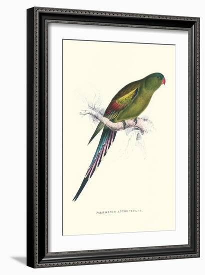 Black Tailed Parakeet(Female) - Polypelis Anthopeplus-Edward Lear-Framed Art Print