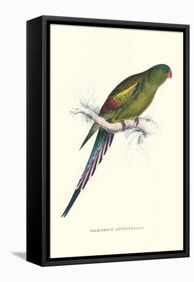 Black Tailed Parakeet(Female) - Polypelis Anthopeplus-Edward Lear-Framed Stretched Canvas