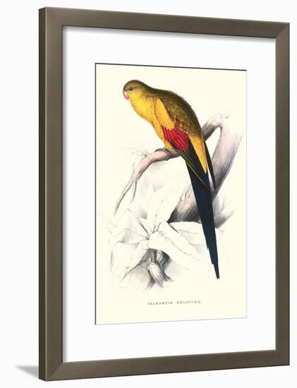 Black Tailed Parakeet(Male) - Polypelis Anthopeplus-Edward Lear-Framed Art Print