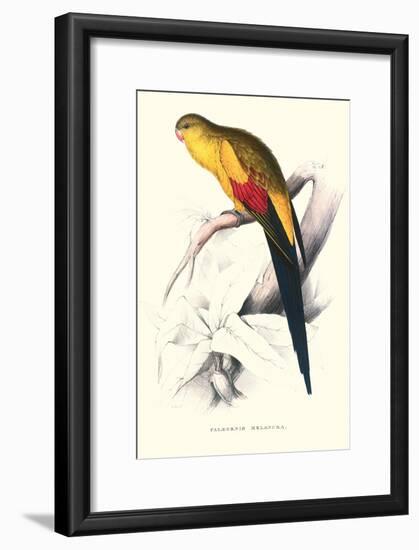 Black Tailed Parakeet(Male) - Polypelis Anthopeplus-Edward Lear-Framed Art Print