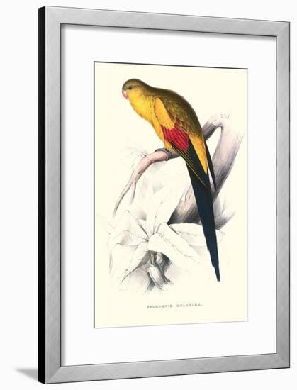 Black Tailed Parakeet(Male) - Polypelis Anthopeplus-Edward Lear-Framed Art Print